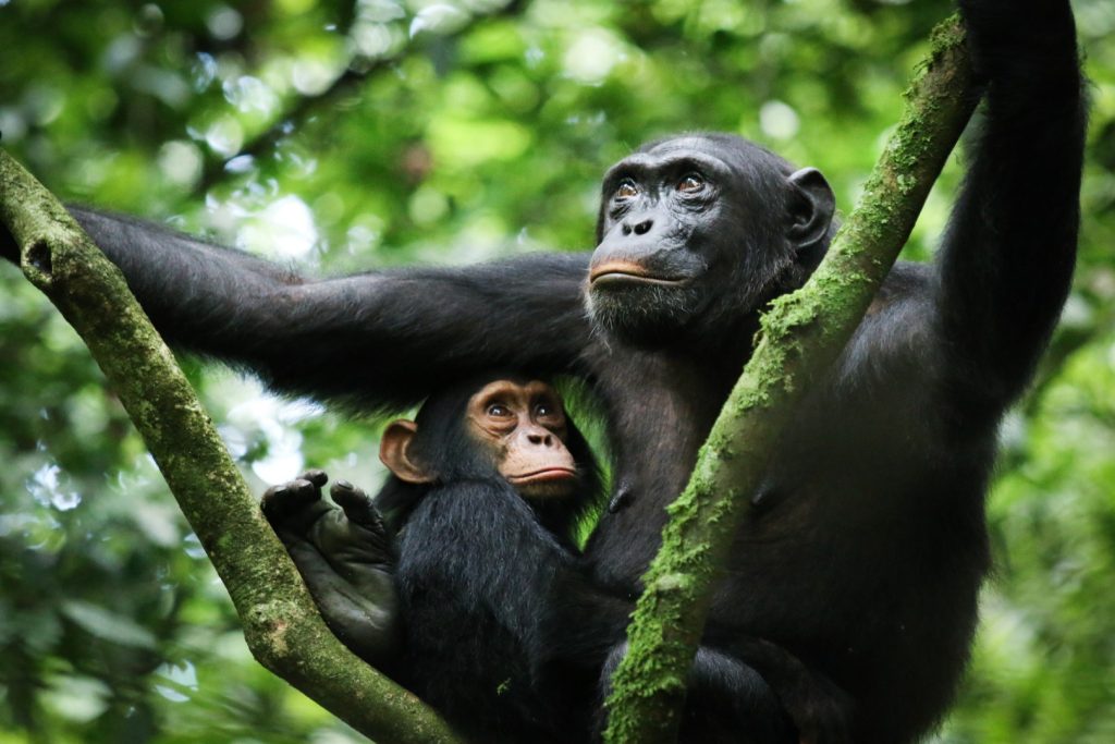 Trek through the misty of rain-forest in Africa Explore Nyungwe National Park, Rwanda’s premier chimpanzee trekking destination. Start your journey with Car Rentals Kigali. 