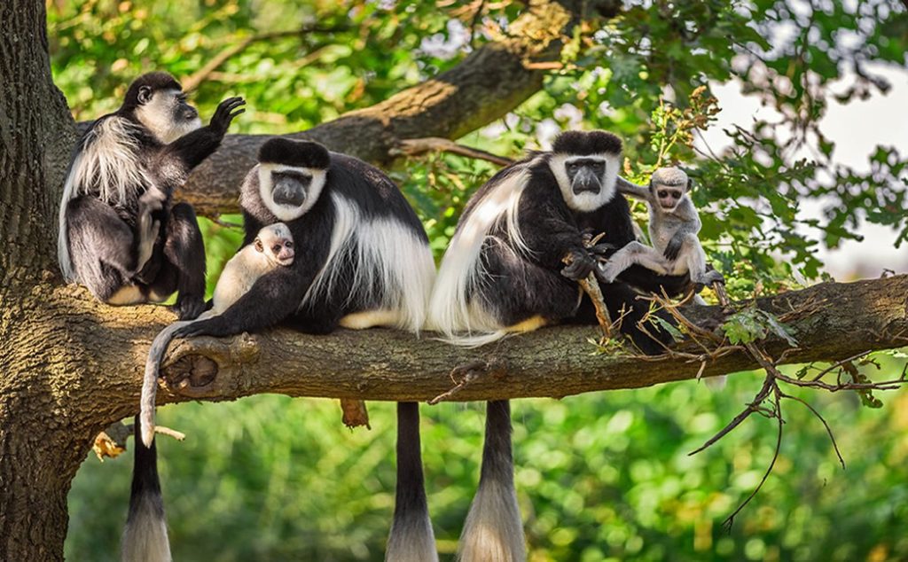 Discover the wild heart of Rwanda in Nyungwe Rainforest National Park, one of Africa’s oldest and most biodiverse rainforests. Located in the southwest of Rwanda,