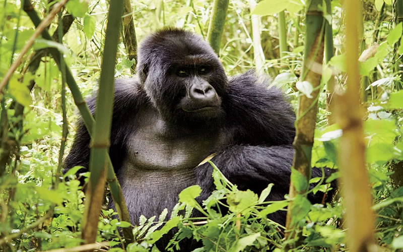 Meet mountain gorillas in Volcanoes National Park! Book your 4x4 with Car Rentals Kigali and experience Rwanda’s top safari adventure. #GorillaTrekking #PNV