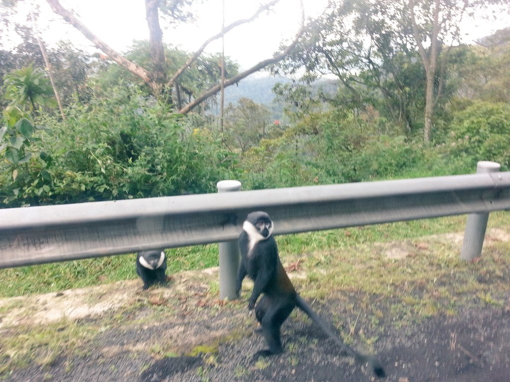 Nyungwe is a strong weekend option for travelers who love forests, Kigali car rentals to Rwanda countryside