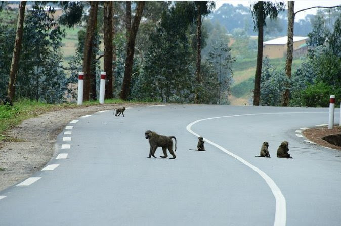 Discover the best weekend road trips from Kigali by rental car, including scenic drives, nature spots, and easy getaways across Rwanda.