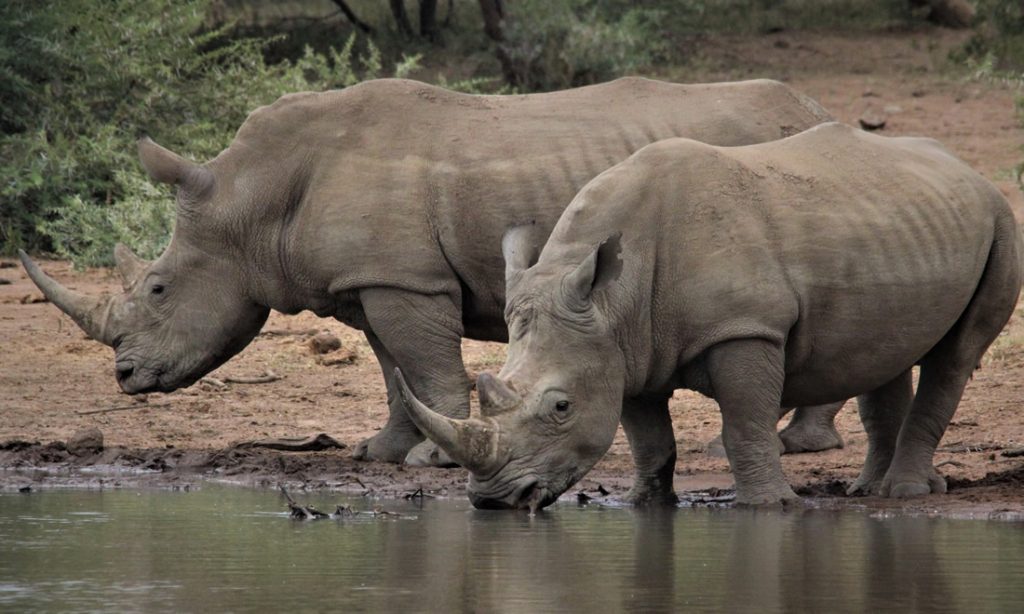 Book Kigali to Akagera car rental with safari-ready 4x4s and driver options. Ideal for day trips and overnight wildlife safaris.